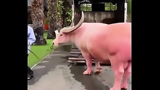 bokep bakit