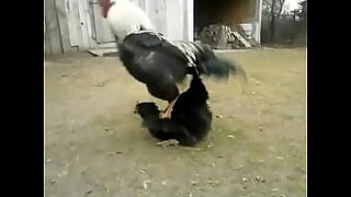 ballyer hen