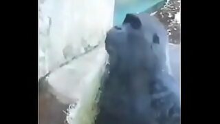 mice blue