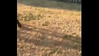 ass walking