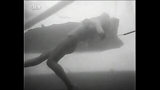 beach rex videos