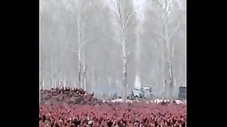 11old coreia hardcore