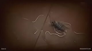 arrimones reales en el metro
