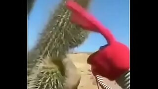 adaptation of camel and cactus in arid and desert region