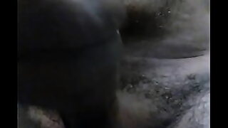 coroa com novinho