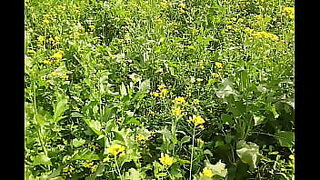 akshara singh virel video mms