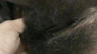 ass anl