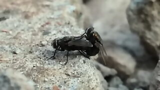 corno olhando
