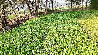 andra pradesh acter ketikas sharma