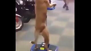 anjing ps manusia